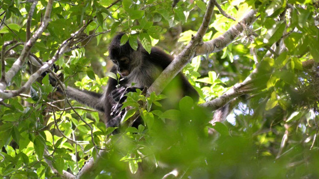 punta-laguna-coba-sl-2-o